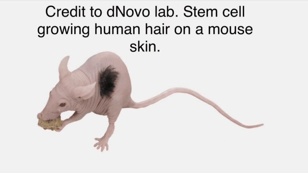 A rat with long hair is running.