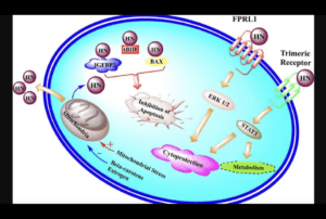 A diagram showing the process of pfli.